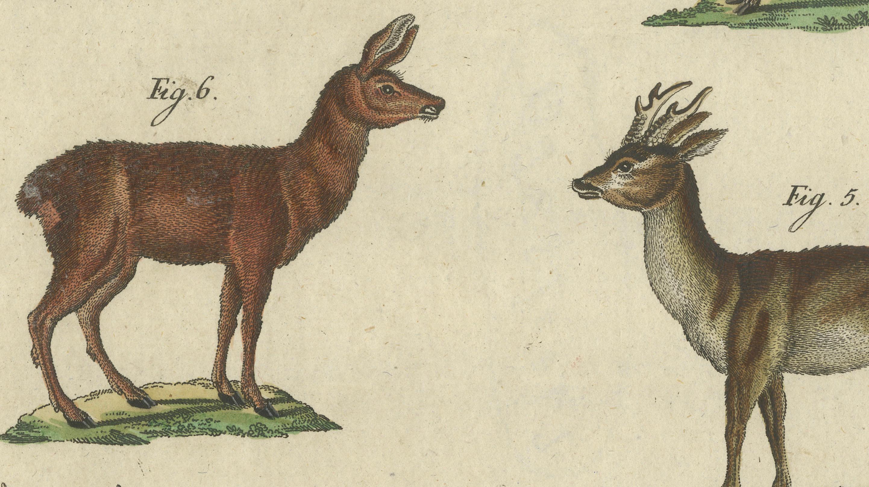 Antique Handcolored Engraving of Exotic Deer and Antelopes, c.1800 In Good Condition For Sale In Langweer, NL