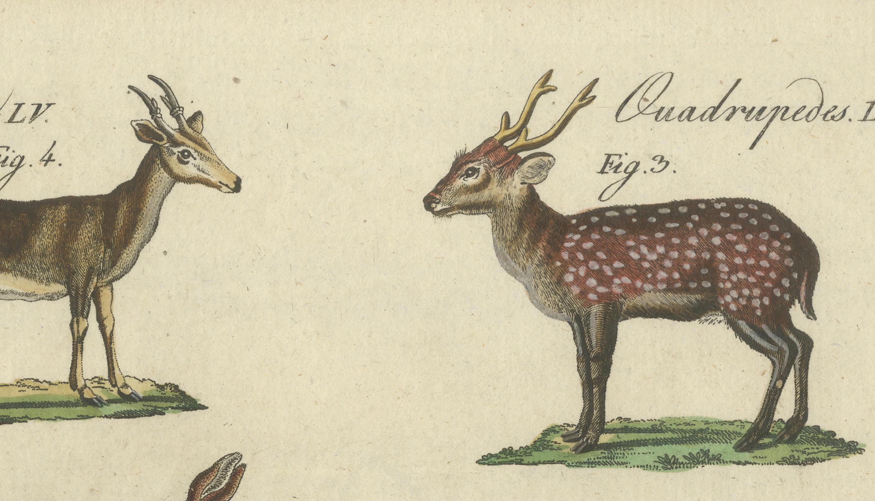 Early 19th Century Antique Handcolored Engraving of Exotic Deer and Antelopes, c.1800 For Sale