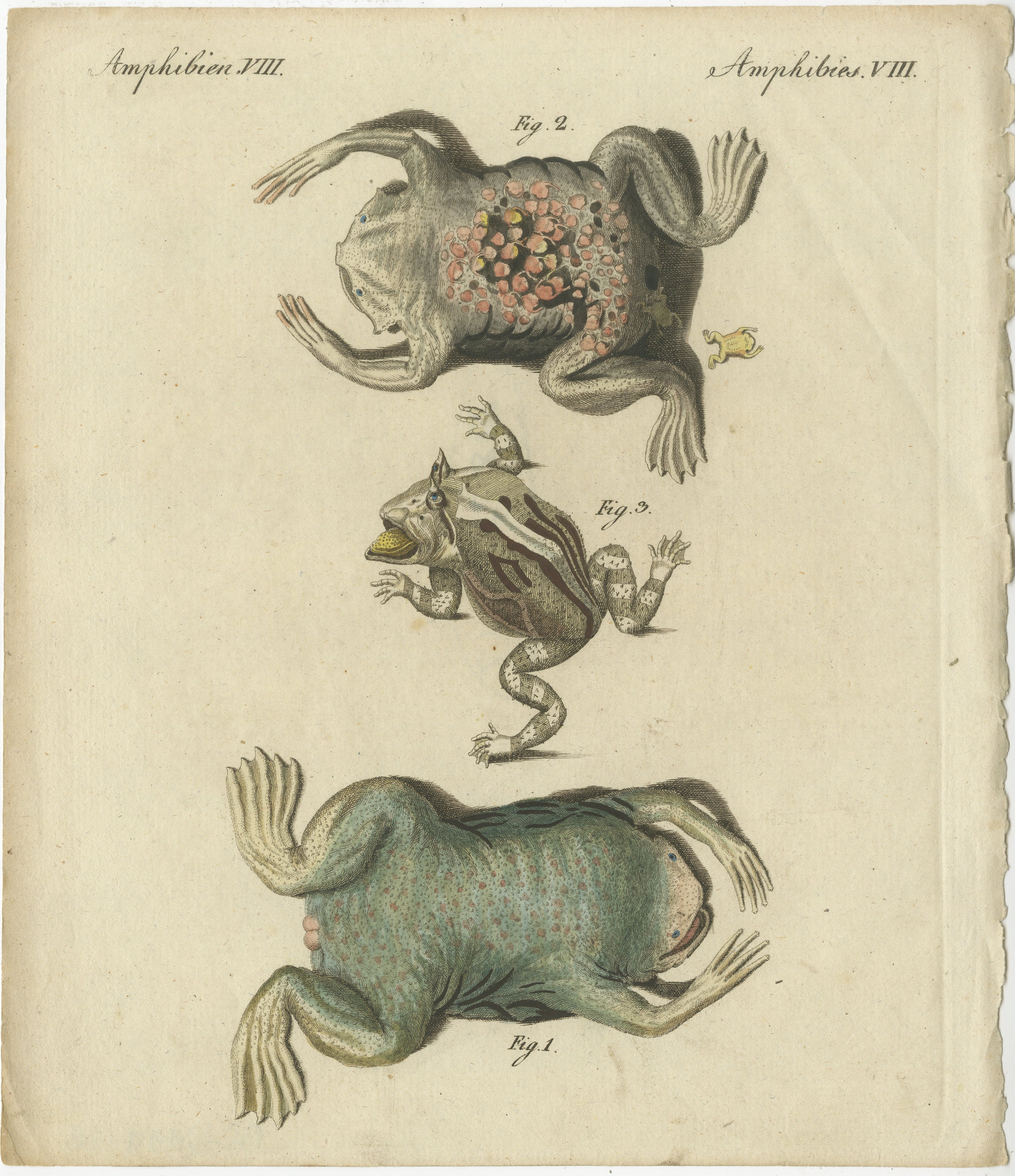 Antiker handkolorierter Kupferstich von Fröschen und Amphibien, Amphibien VIII, um 1800  

Beschreibung; Dieser handkolorierte Original-Kupferstich zeigt drei detaillierte Darstellungen von Fröschen und Amphibien in dynamischen Körperhaltungen. Die