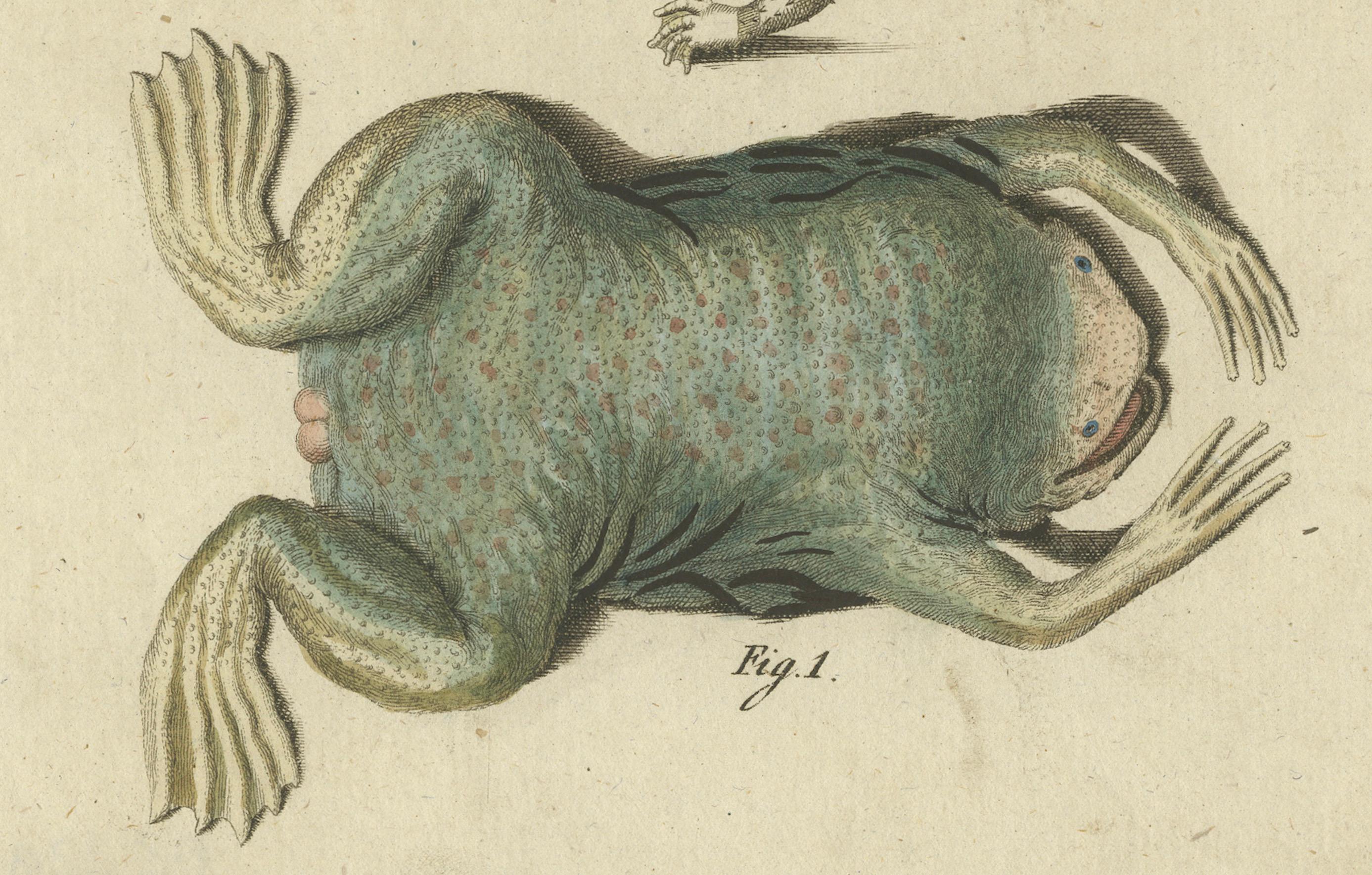 Antike handkolorierte Gravur von Froschen und Amphiben, um 1800 (Graviert) im Angebot