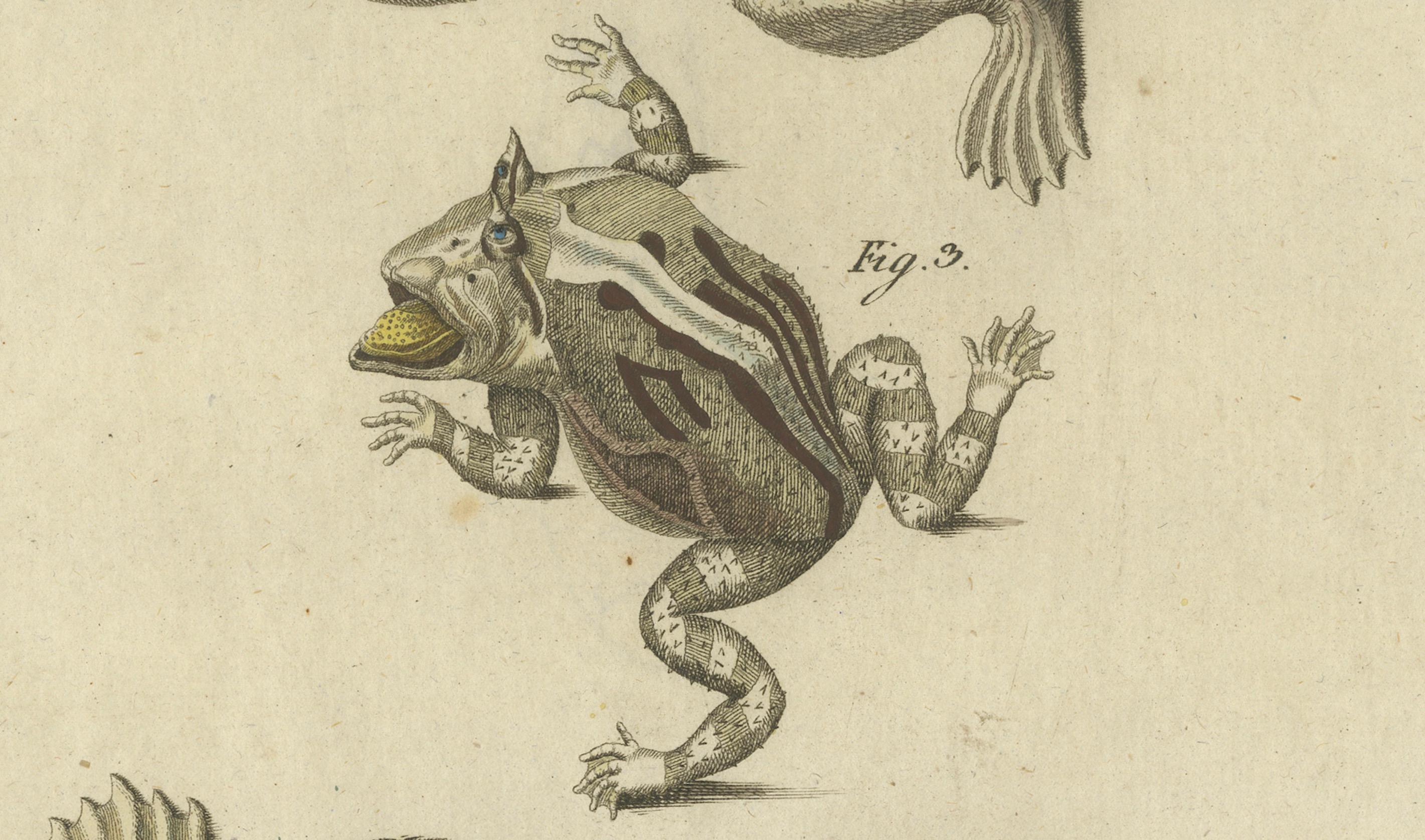 Antike handkolorierte Gravur von Froschen und Amphiben, um 1800 im Zustand „Gut“ im Angebot in Langweer, NL