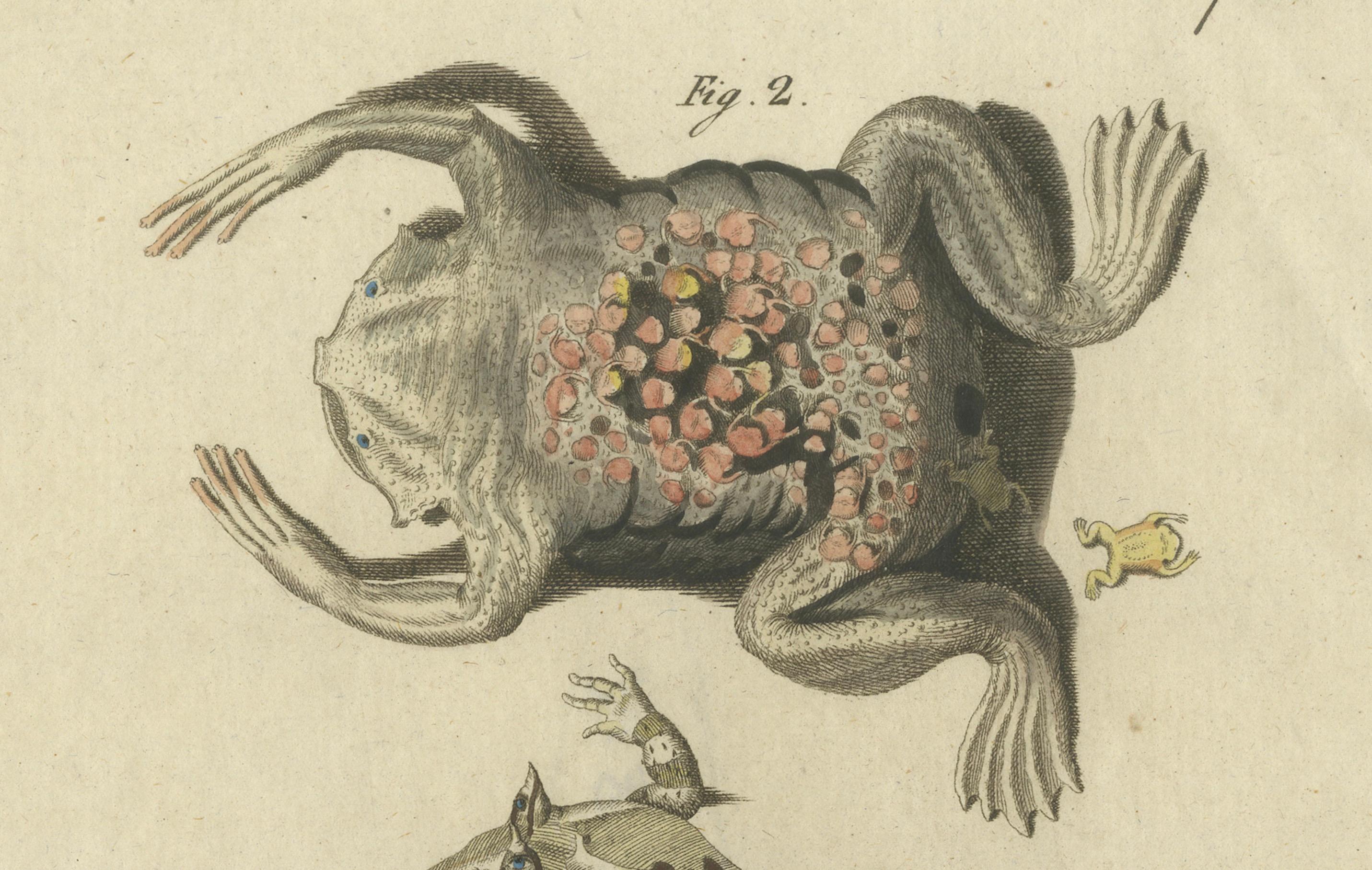 Antike handkolorierte Gravur von Froschen und Amphiben, um 1800 (Frühes 19. Jahrhundert) im Angebot