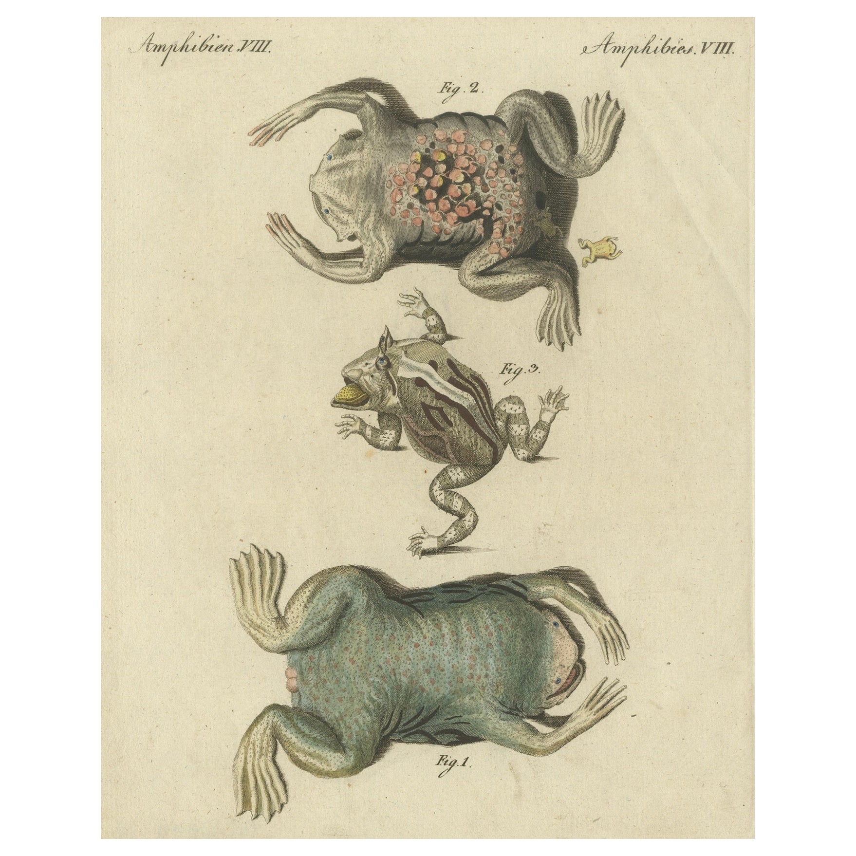 Antike handkolorierte Gravur von Froschen und Amphiben, um 1800