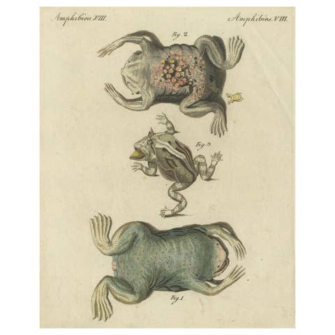 Antique Handcolored Engraving of Frogs and Amphibians, c.1800