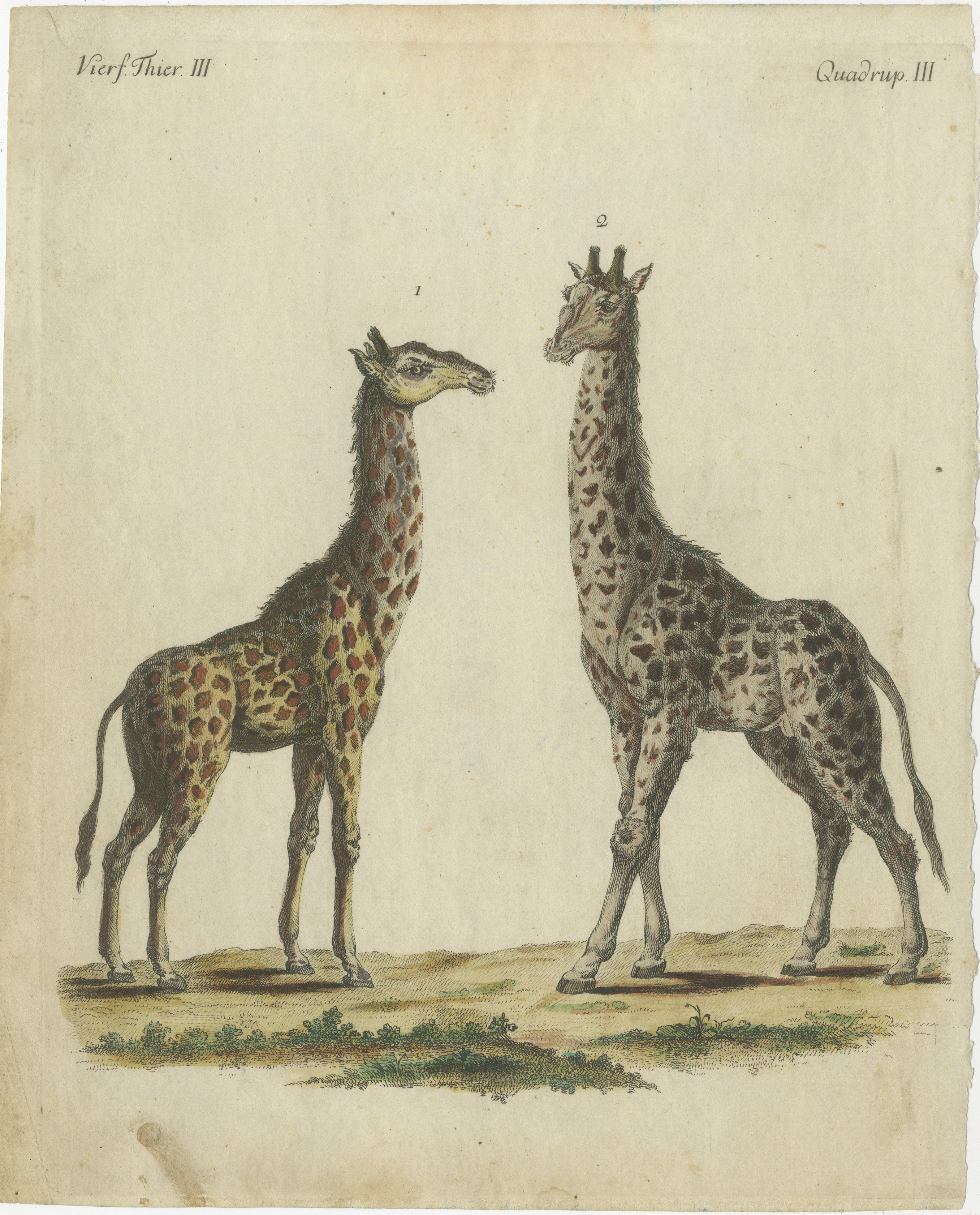 Grabado antiguo coloreado a mano de Jirafas, Cuadrúpedo III, c.1800  

Este original grabado en cobre coloreado a mano muestra dos jirafas (*Giraffa camelopardalis*), vívidamente ilustradas para mostrar su singular anatomía y su característico