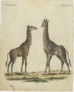 Antique Handcolored Engraving of Giraffes, c.1800