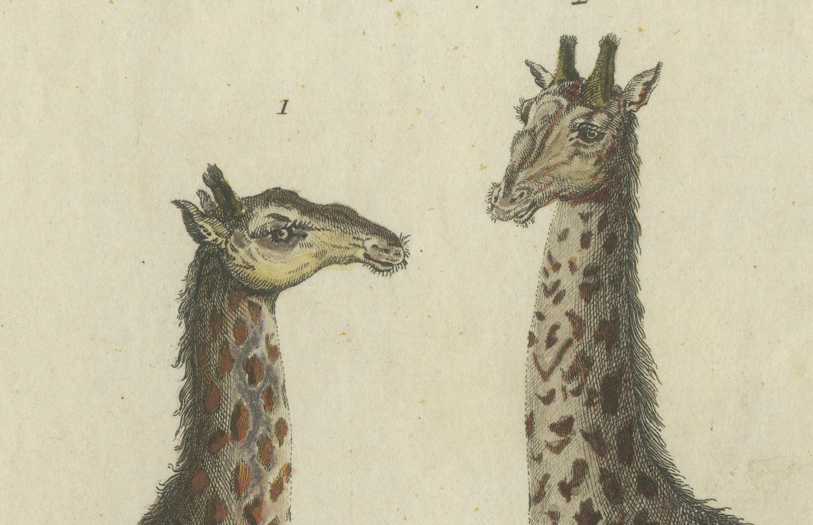 Grabado antiguo coloreado a mano de jirafas, c.1800 en Bueno estado para la venta en Langweer, NL