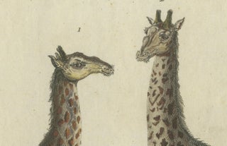 Antique Handcolored Engraving of Giraffes, c.1800, view 3