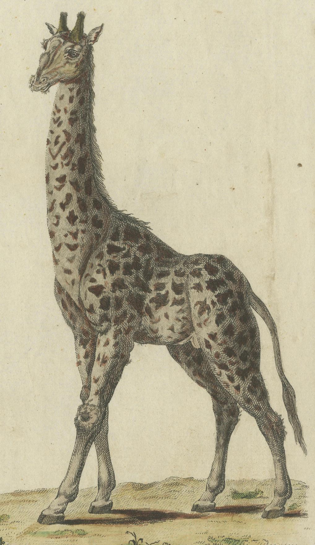 Grabado antiguo coloreado a mano de jirafas, c.1800 principios del siglo XIX en venta