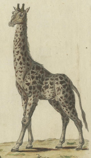Antique Handcolored Engraving of Giraffes, c.1800, view 4