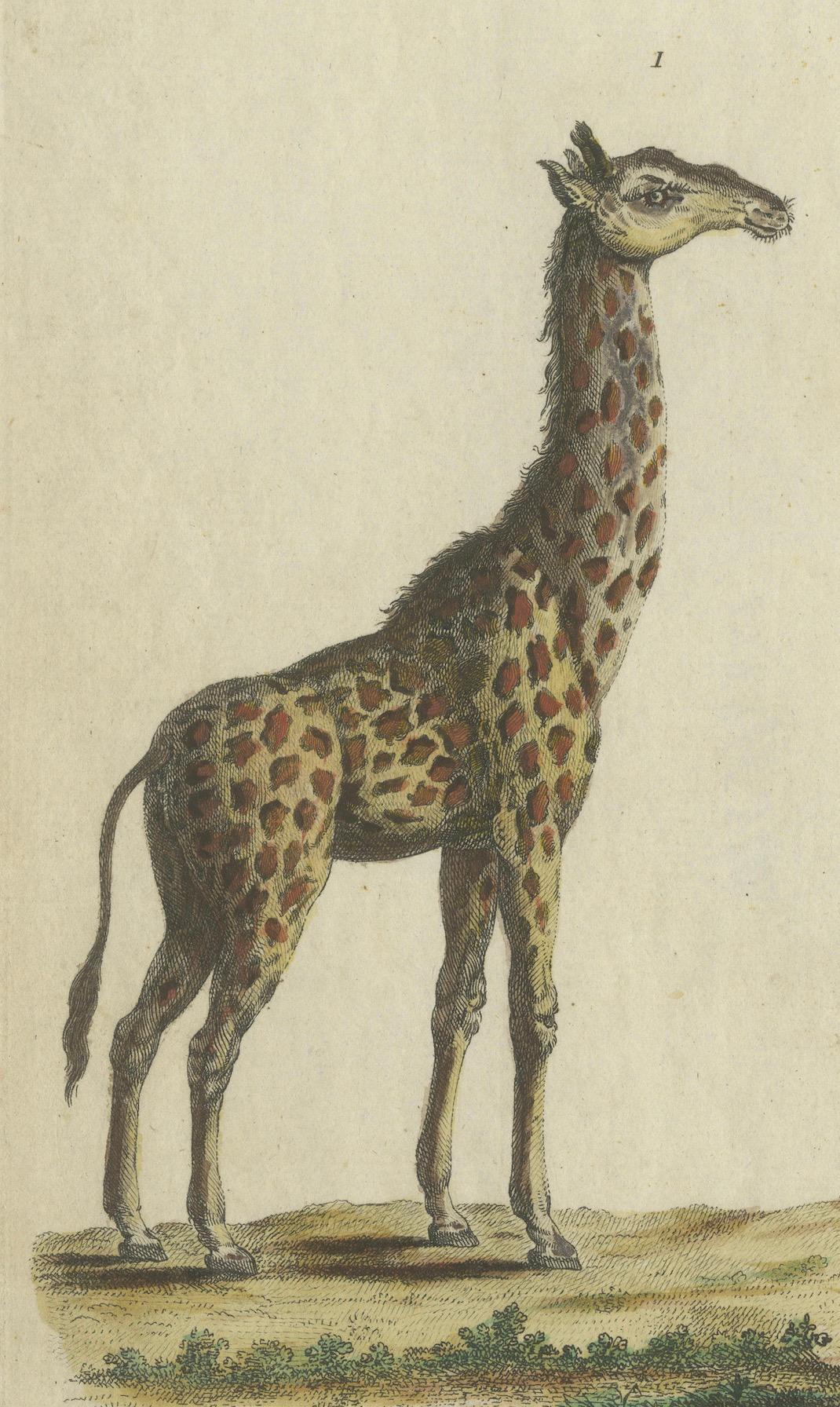 Grabado antiguo coloreado a mano de jirafas, c.1800 Papel en venta