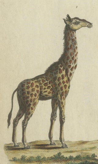 Antique Handcolored Engraving of Giraffes, c.1800, view 5