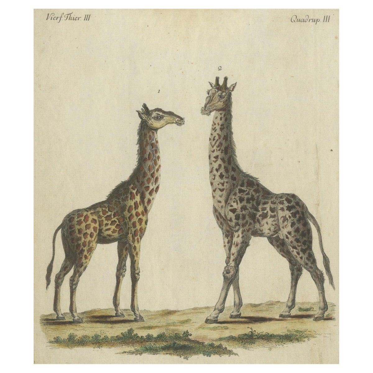 Antique Handcolored Engraving of Giraffes, c.1800