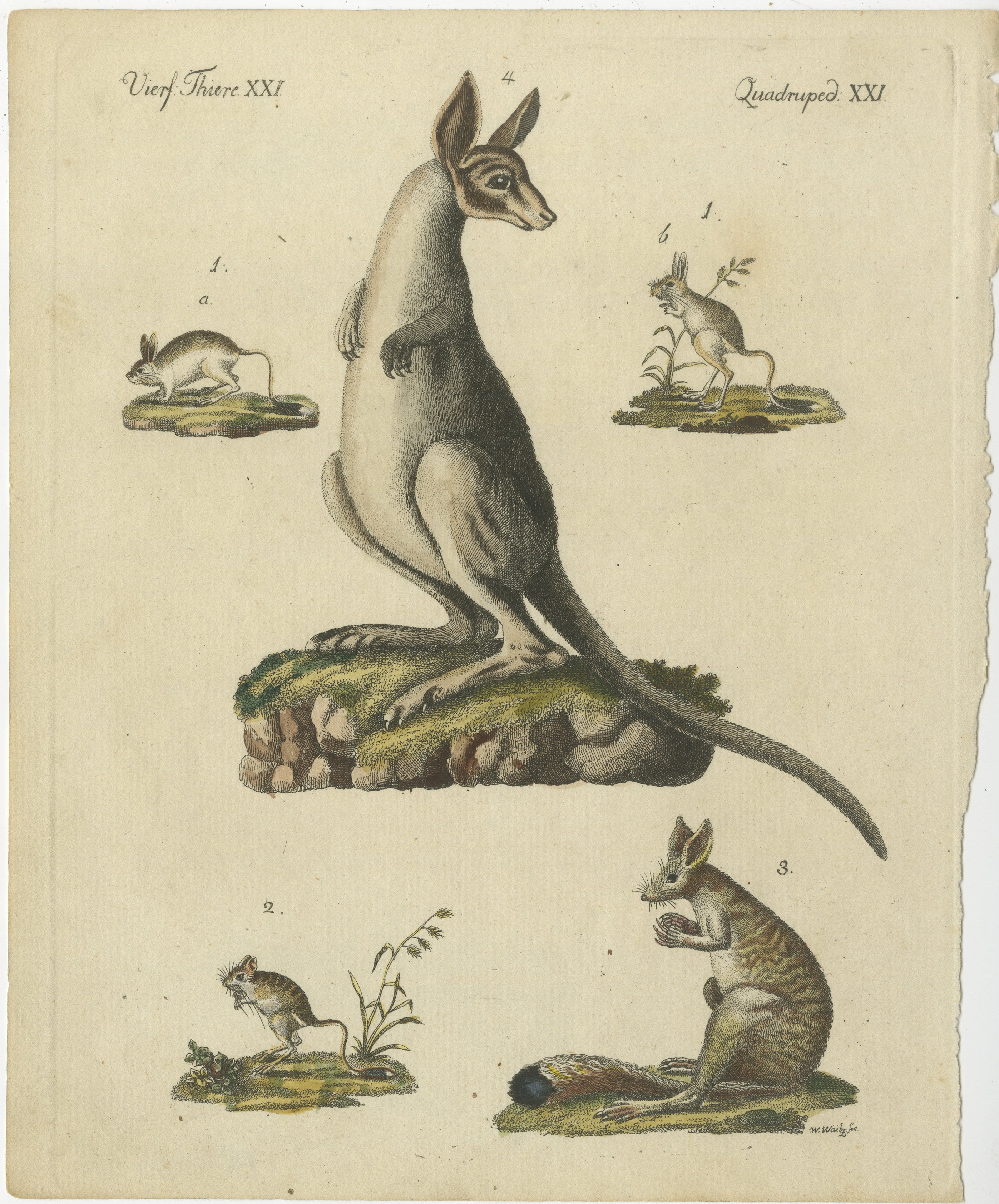 Antique Handcolored Engraving of Kangaroo, Jerboas, and Bilby, Quadruped XXI, c.1800  
 
This original handcolored copperplate engraving depicts various marsupials and small mammals, showcasing their distinct anatomical features and ecological