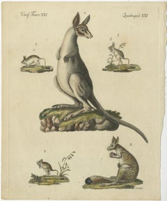 Antique Handcolored Engraving of Kangaroo, Jerboas, and Bilby, c.1800