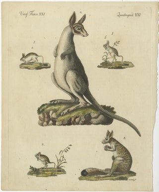 Antique Handcolored Engraving of Kangaroo, Jerboas, and Bilby, c.1800, view 2