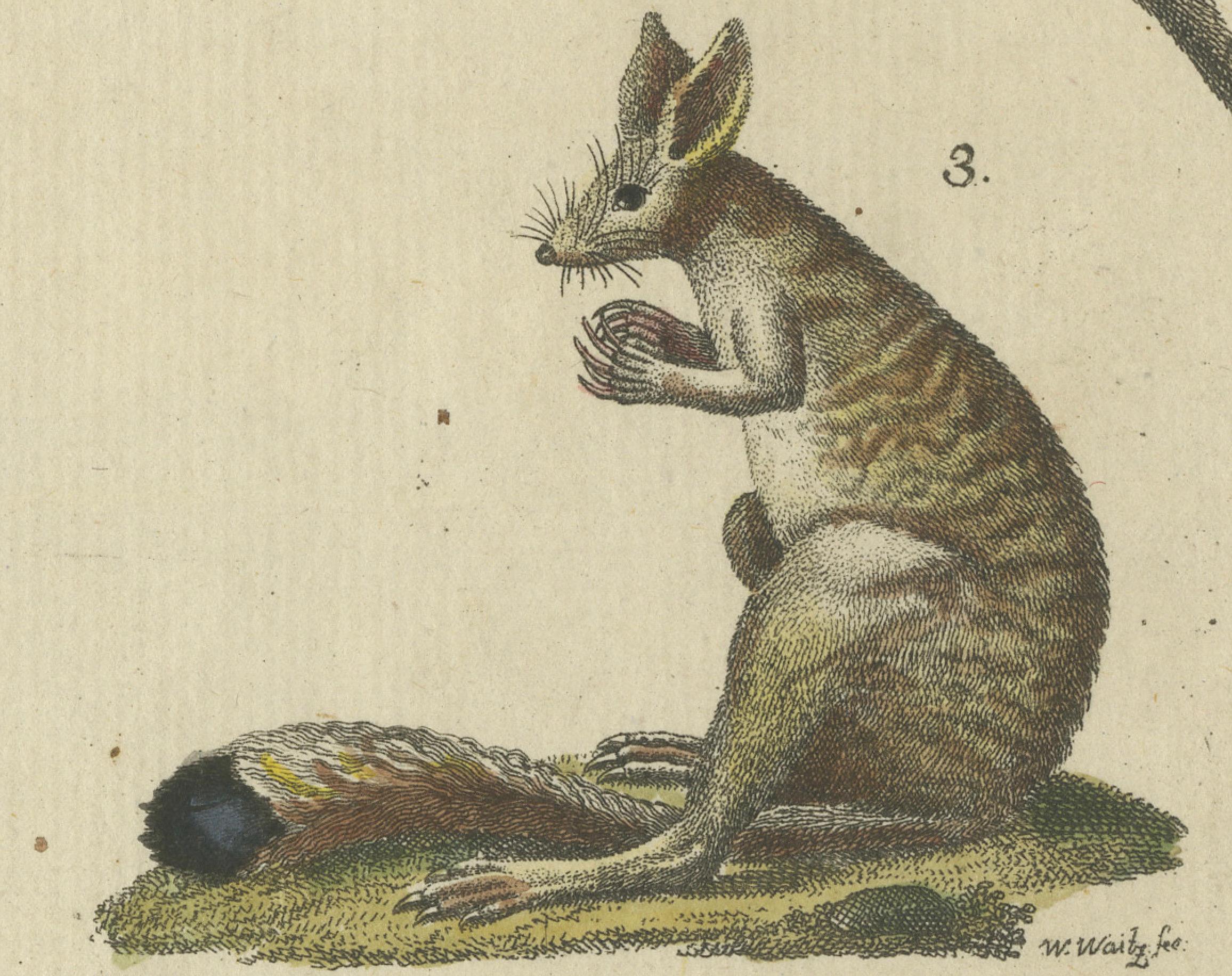 Engraved Antique Handcolored Engraving of Kangaroo, Jerboas, and Bilby, c.1800 For Sale