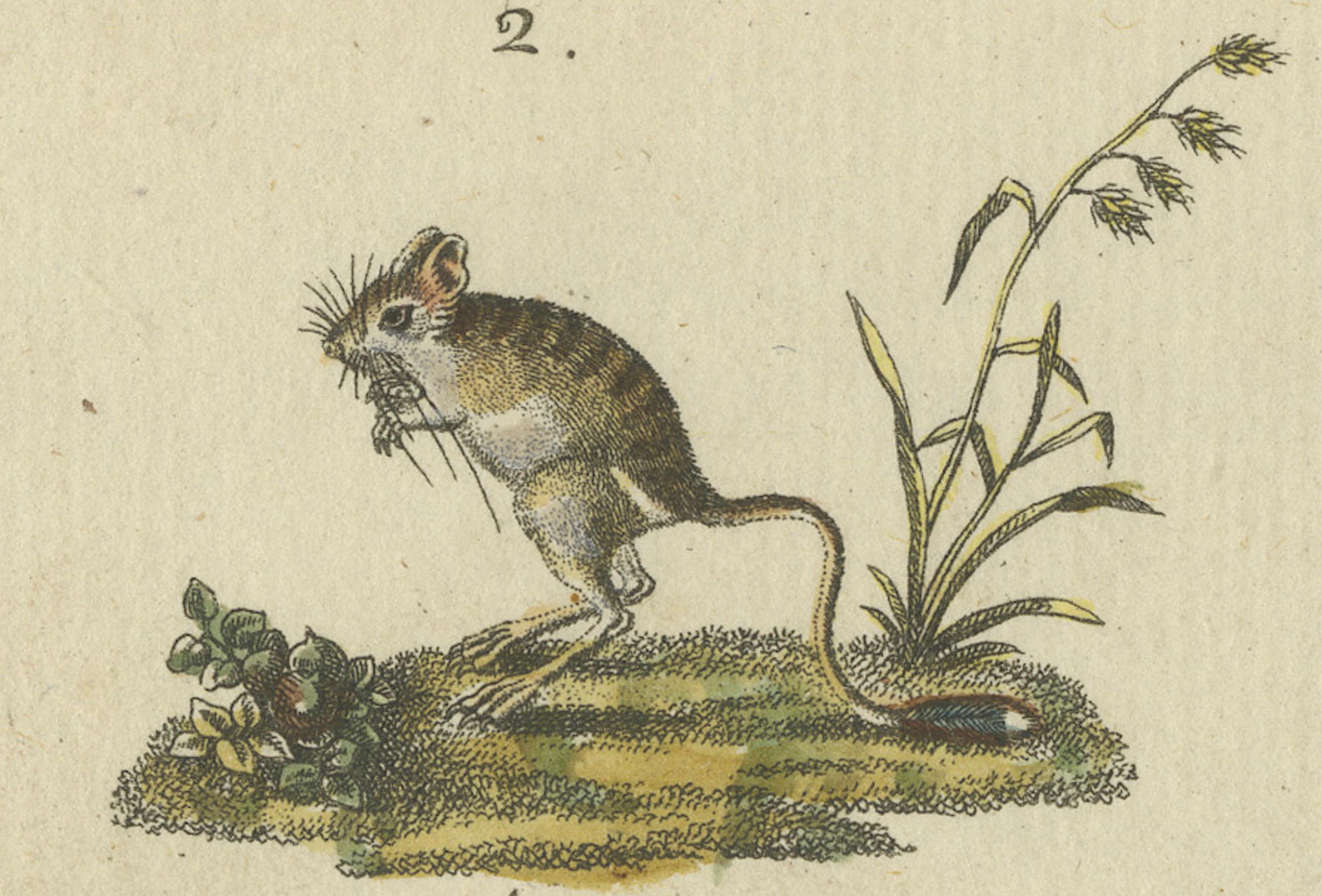 Antique Handcolored Engraving of Kangaroo, Jerboas, and Bilby, c.1800 In Good Condition For Sale In Langweer, NL