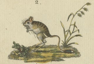 Antique Handcolored Engraving of Kangaroo, Jerboas, and Bilby, c.1800, view 4