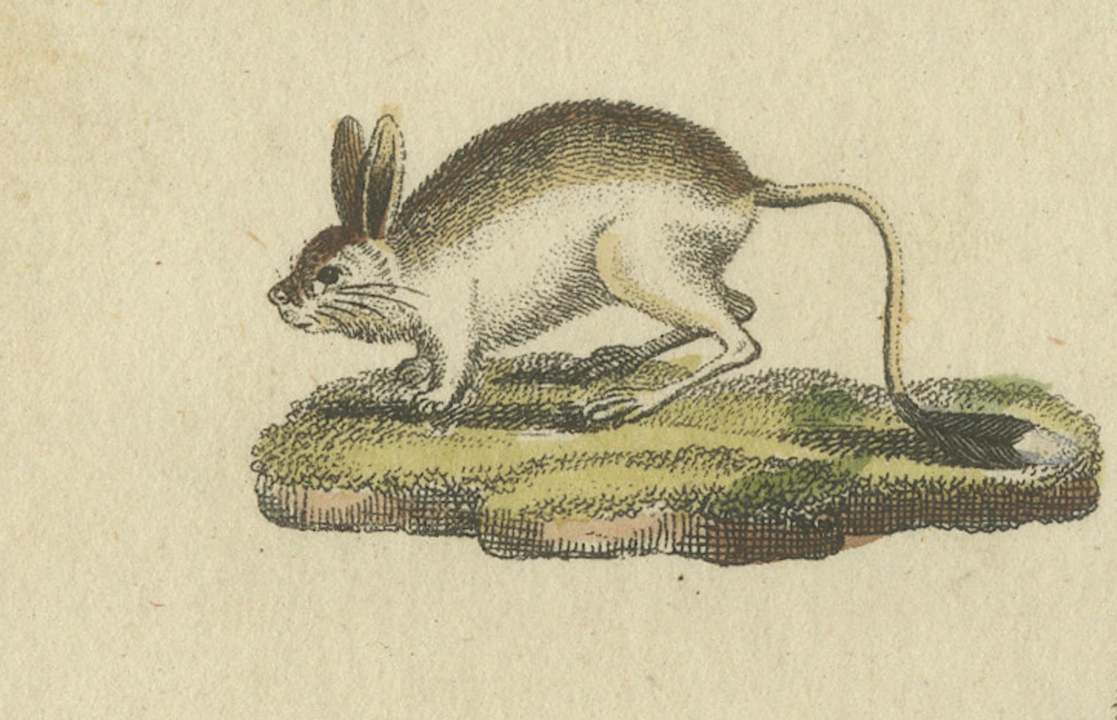 Early 19th Century Antique Handcolored Engraving of Kangaroo, Jerboas, and Bilby, c.1800 For Sale