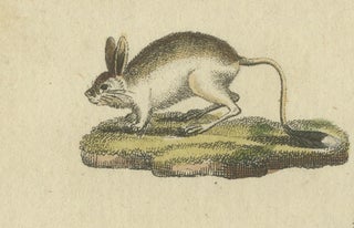 Antique Handcolored Engraving of Kangaroo, Jerboas, and Bilby, c.1800, view 5