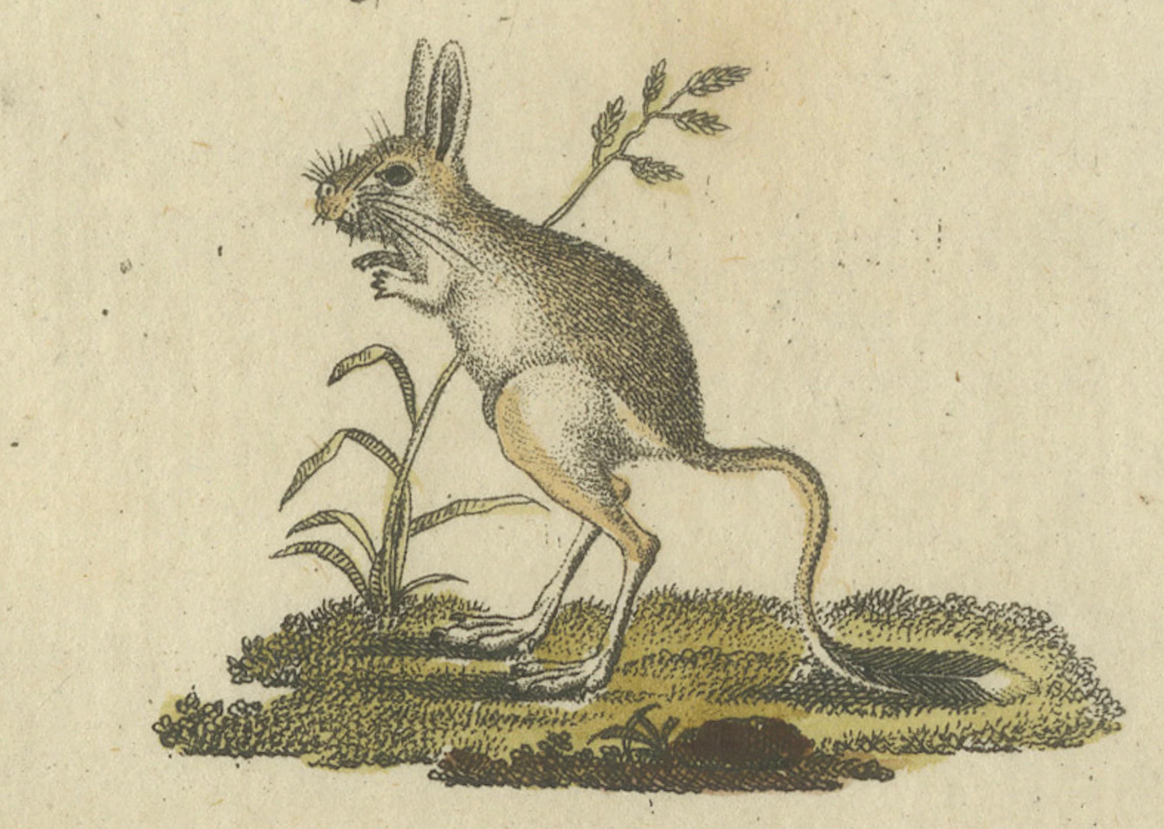 Paper Antique Handcolored Engraving of Kangaroo, Jerboas, and Bilby, c.1800 For Sale