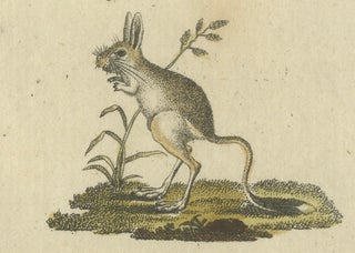 Antique Handcolored Engraving of Kangaroo, Jerboas, and Bilby, c.1800, view 6