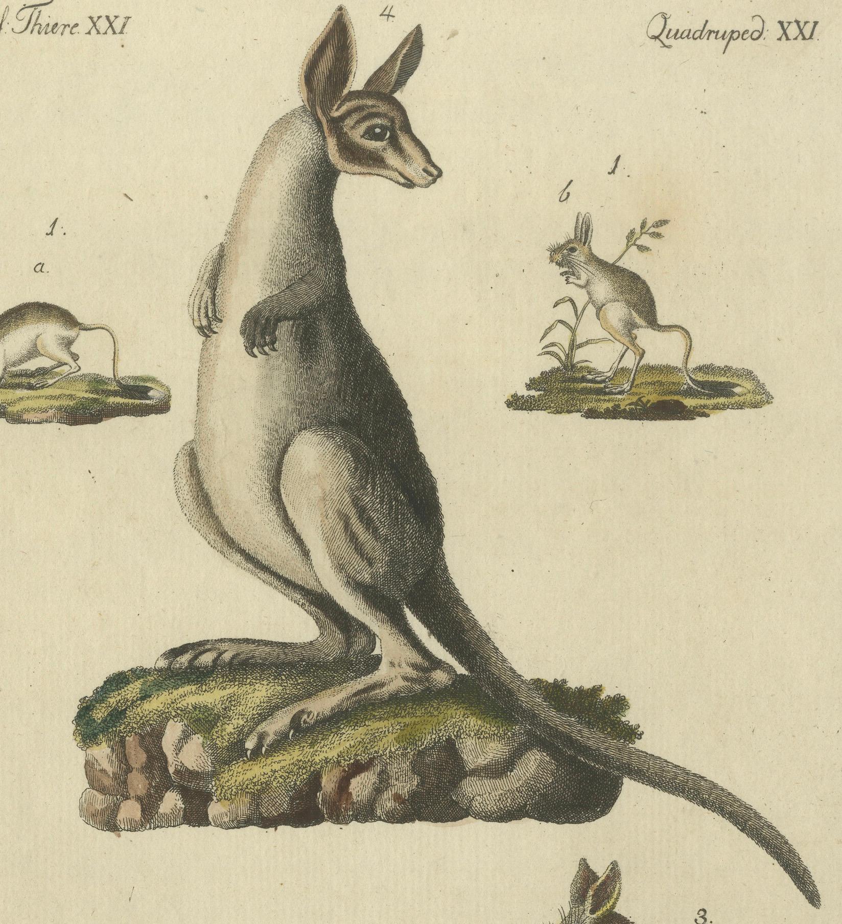 Antique Handcolored Engraving of Kangaroo, Jerboas, and Bilby, c.1800 For Sale 1
