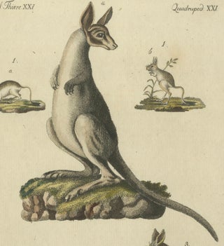 Antique Handcolored Engraving of Kangaroo, Jerboas, and Bilby, c.1800, view 7