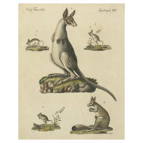 Antique Handcolored Engraving of Kangaroo, Jerboas, and Bilby, c.1800