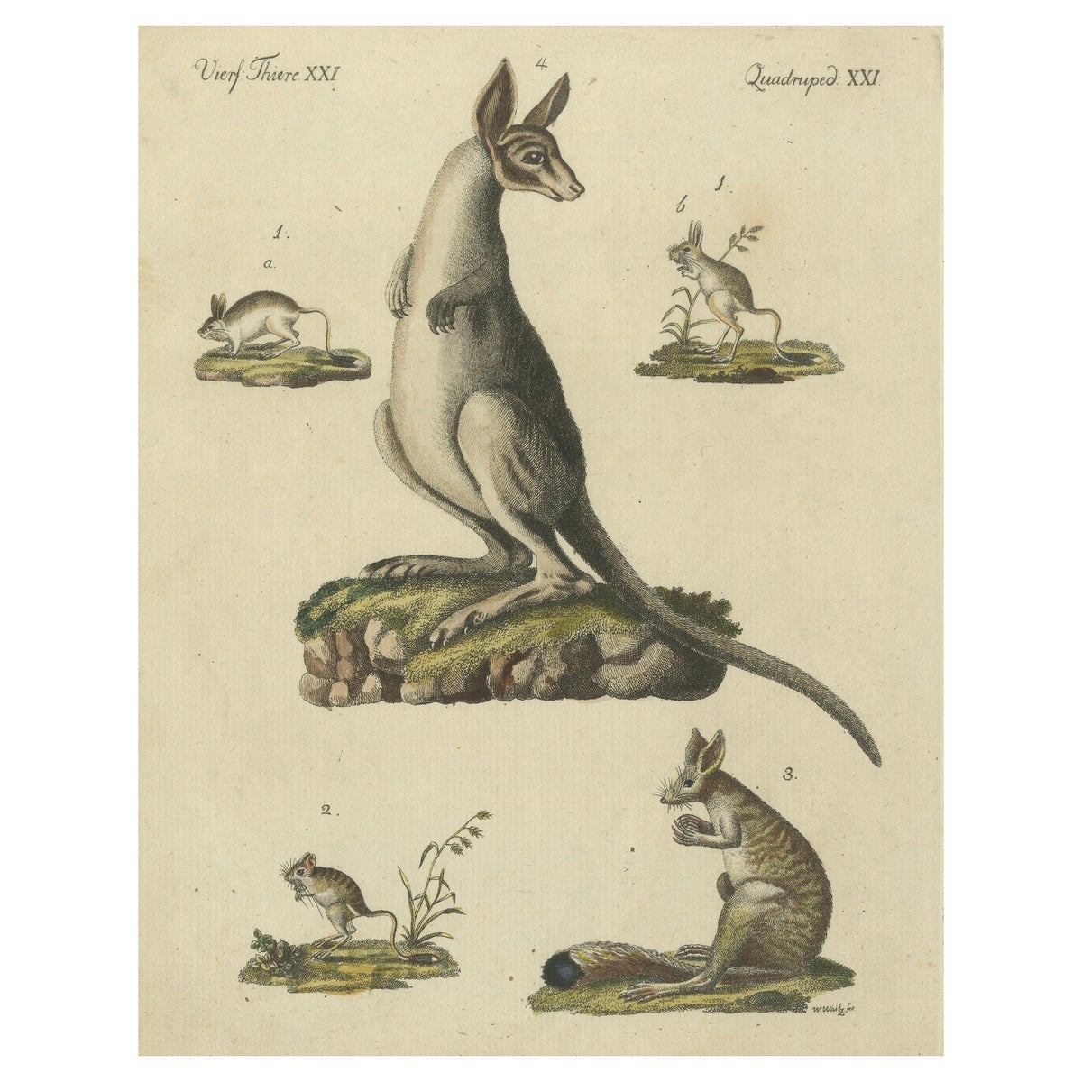 Antique Handcolored Engraving of Kangaroo, Jerboas, and Bilby, c.1800