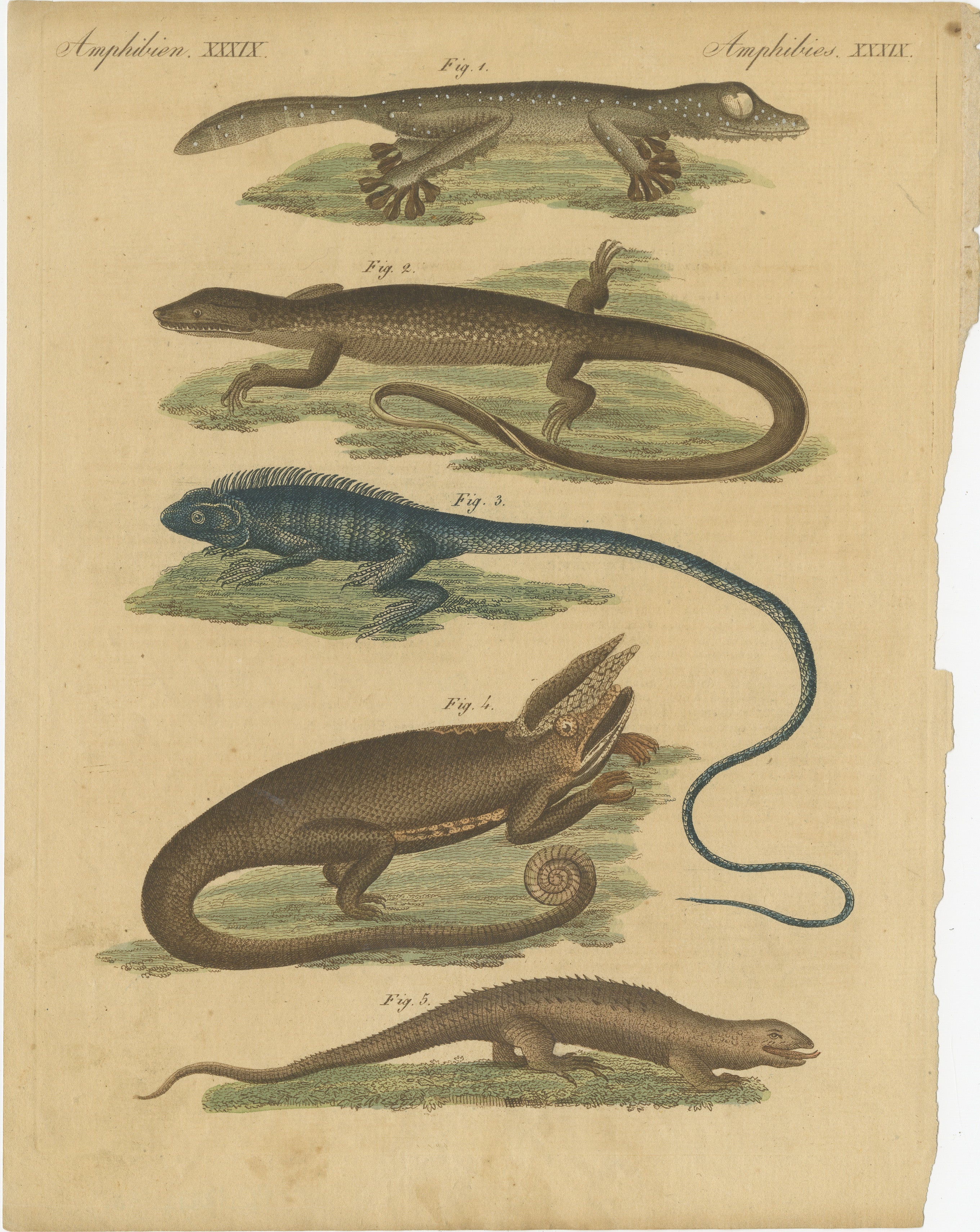 Antique Handcolored Engraving of Lizards and Amphibians, Amphibien XXXIX, c.1800  

This original handcolored copperplate engraving features a variety of lizards and amphibians, showcasing their unique physical characteristics and ecological