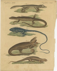 Antique Handcolored Engraving of Lizards and Amphibians, c.1800