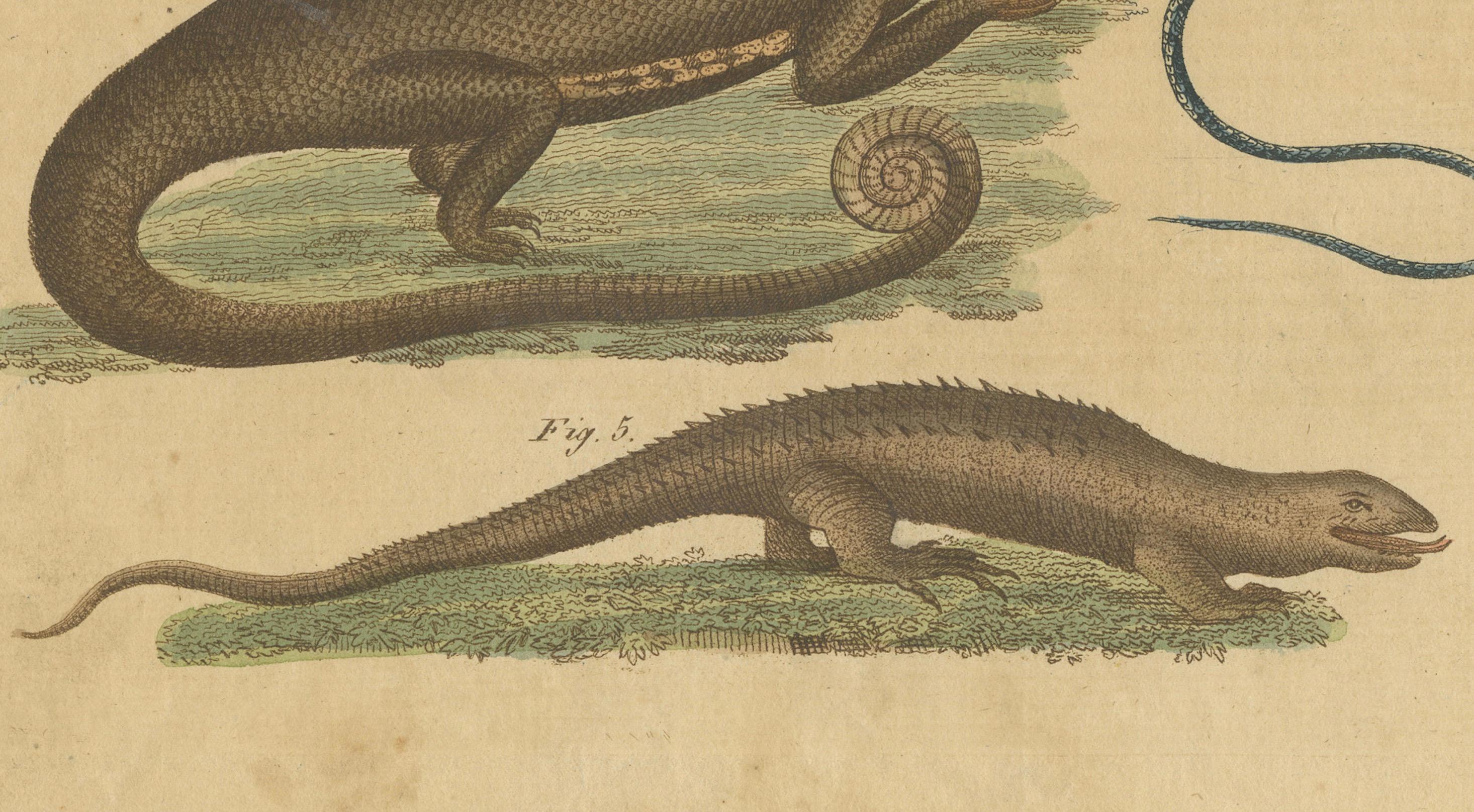 Engraved Antique Handcolored Engraving of Lizards and Amphibians, c.1800 For Sale