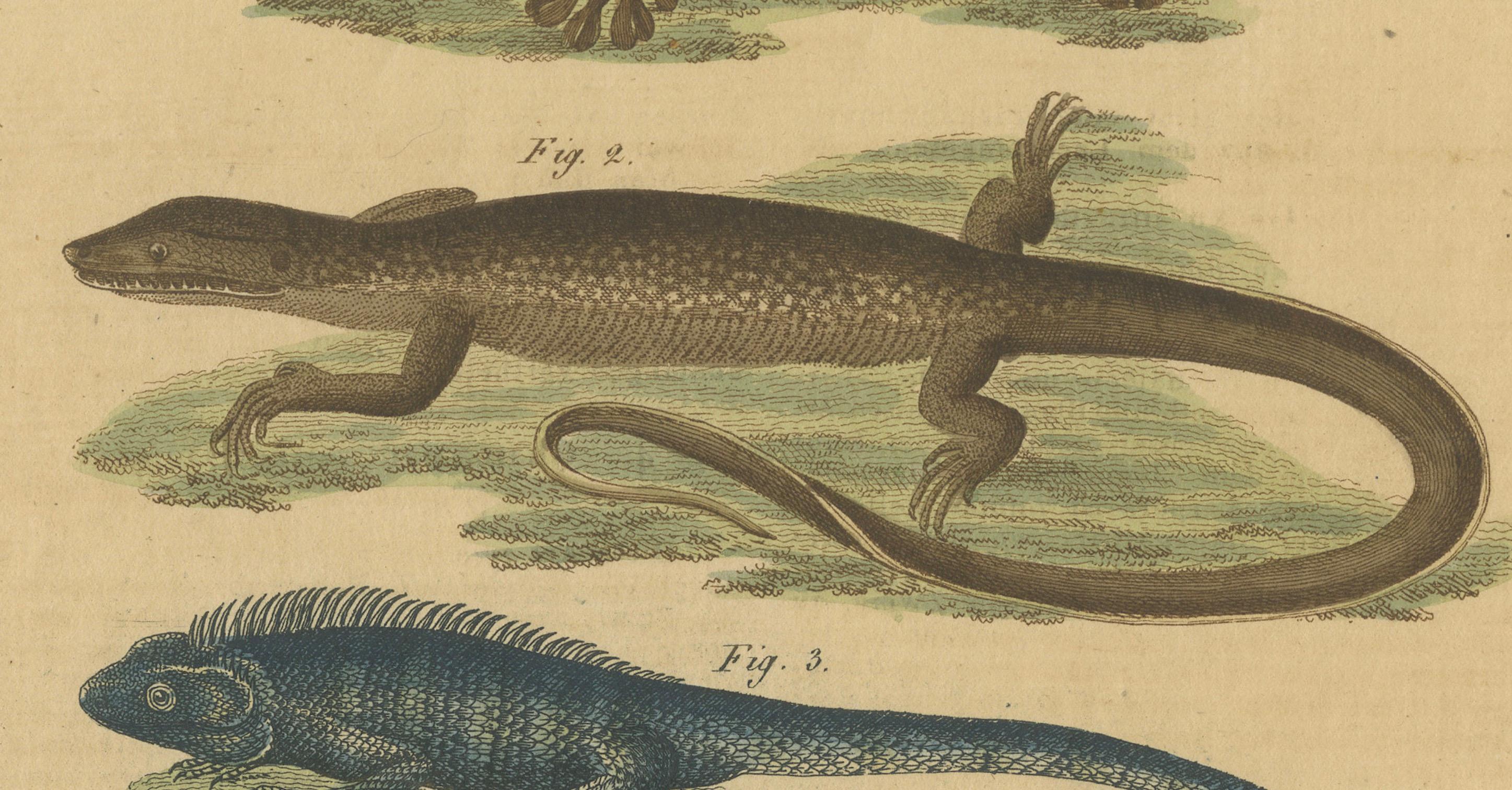 Early 19th Century Antique Handcolored Engraving of Lizards and Amphibians, c.1800 For Sale