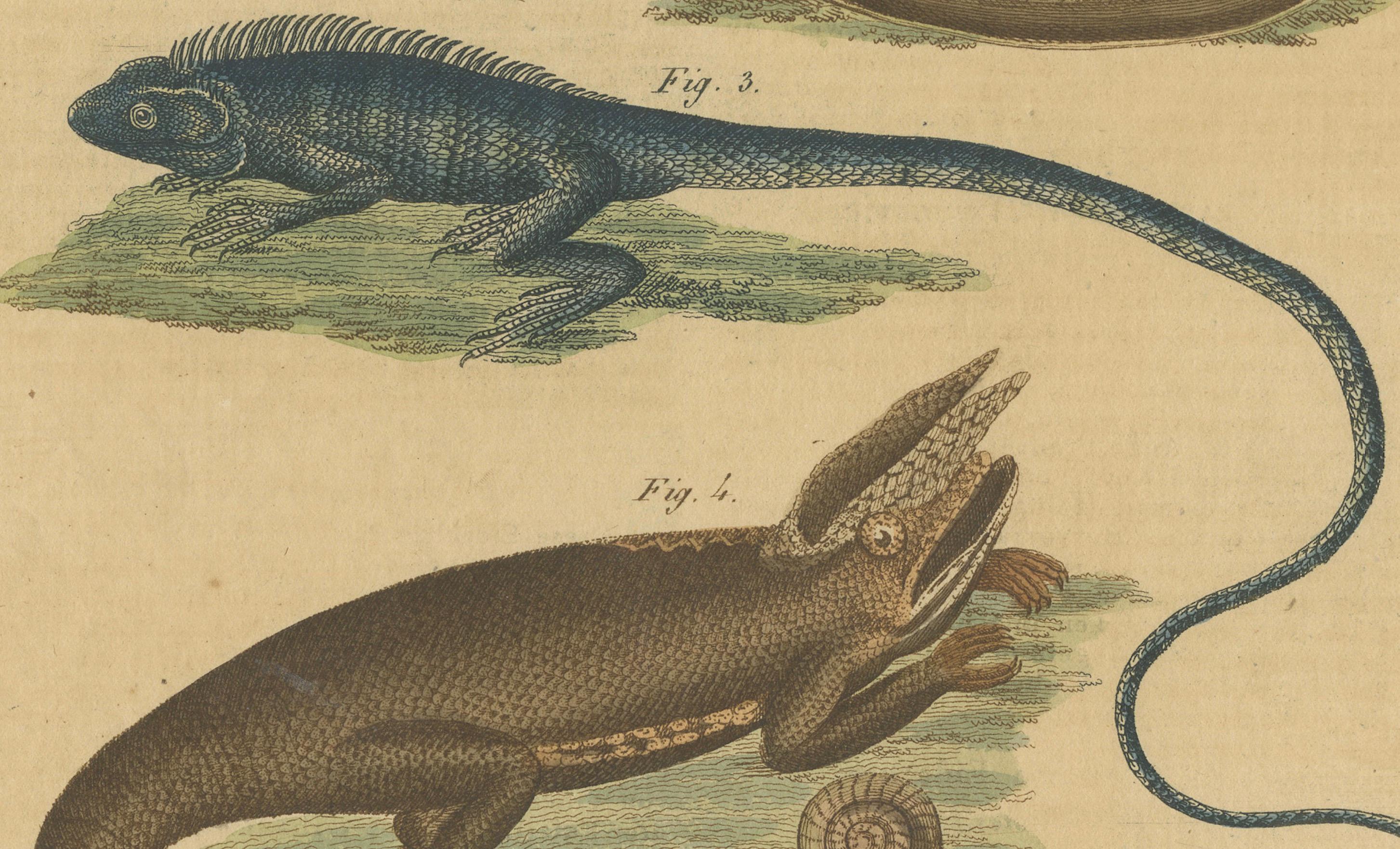Paper Antique Handcolored Engraving of Lizards and Amphibians, c.1800 For Sale