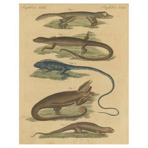 Antique Handcolored Engraving of Lizards and Amphibians, c.1800