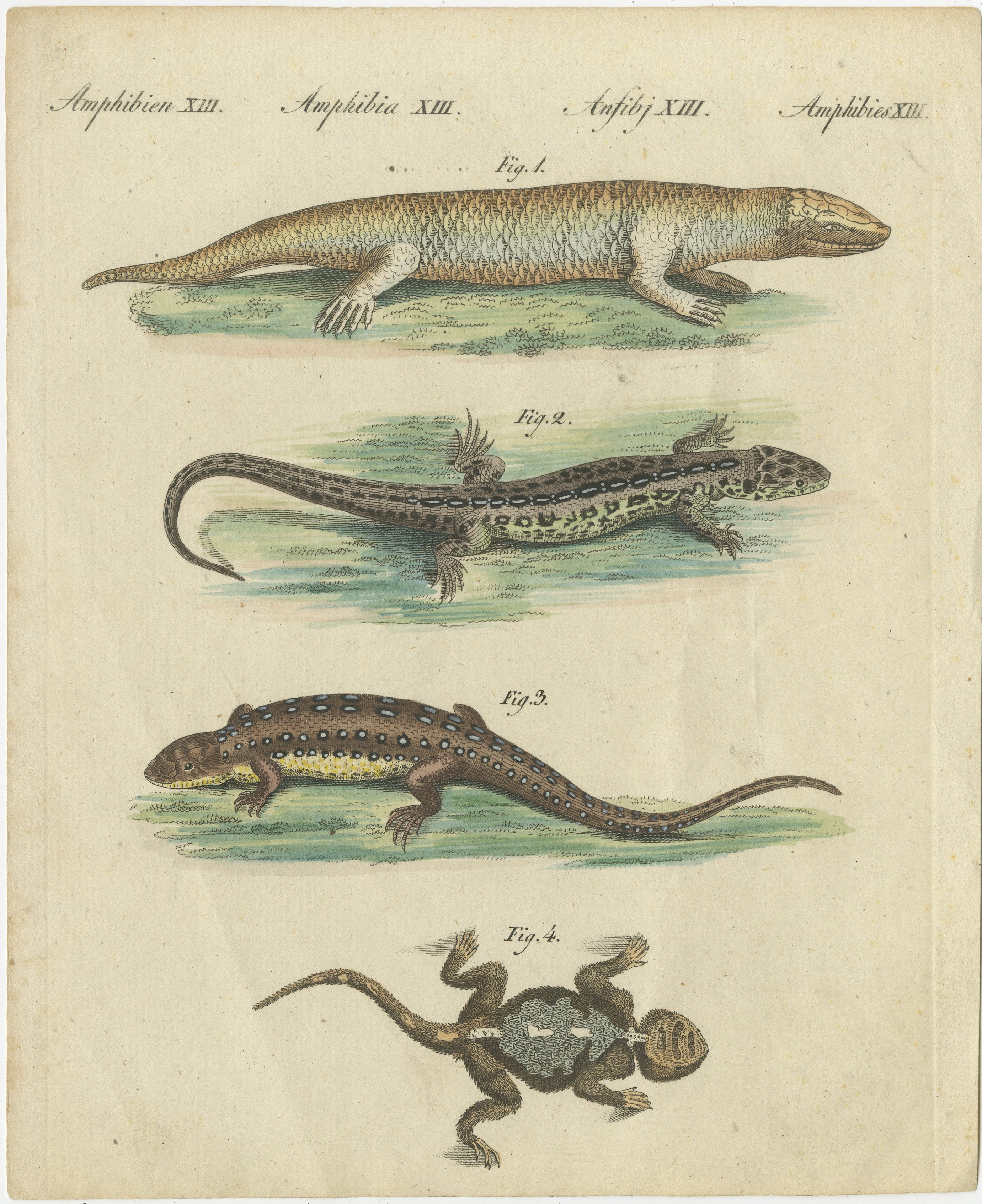 Antiker handkolorierter Kupferstich von Eidechsen und Molchen, Amphibien XIII, um 1800  
 
Dieser handkolorierte Original-Kupferstich zeigt vier Reptilien- und Amphibienarten mit ihren unterschiedlichen anatomischen Details und natürlichen