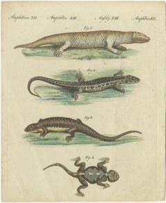 Antique Handcolored Engraving of Lizards and Newts, c.1800