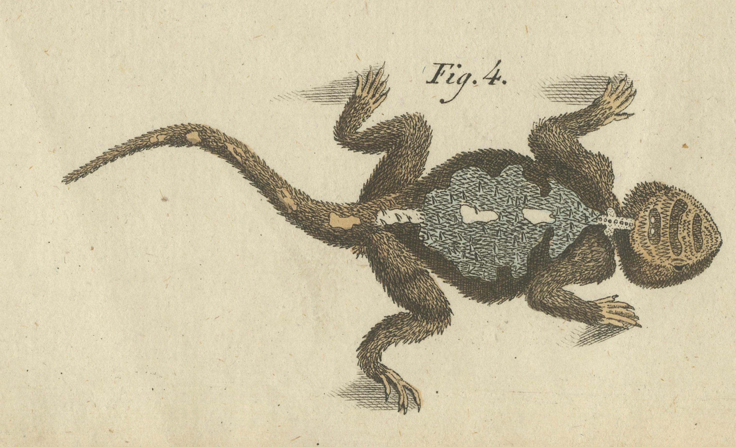 Antike handkolorierte Gravur von Lizards und Neut, um 1800 (Graviert) im Angebot