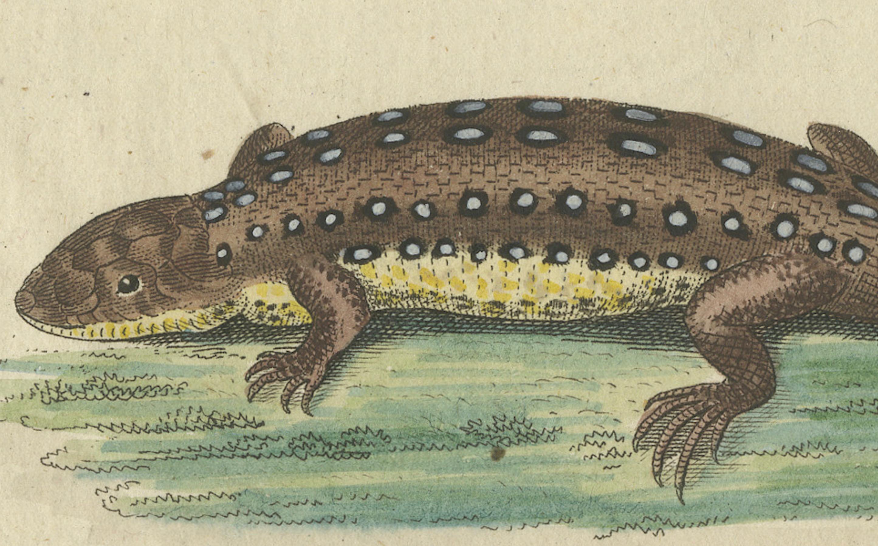 Antike handkolorierte Gravur von Lizards und Neut, um 1800 im Zustand „Gut“ im Angebot in Langweer, NL