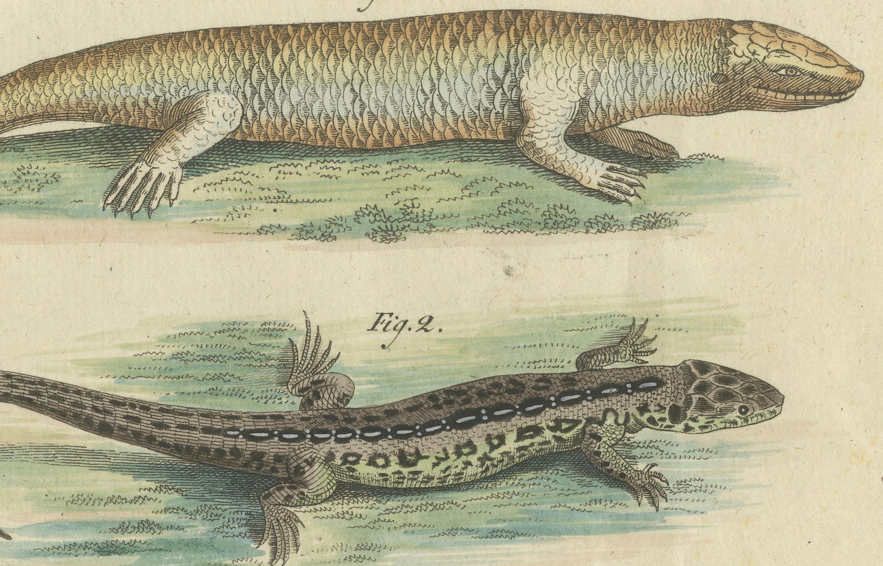 Antike handkolorierte Gravur von Lizards und Neut, um 1800 (Frühes 19. Jahrhundert) im Angebot