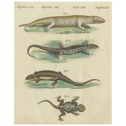 Antique Handcolored Engraving of Lizards and Newts, c.1800