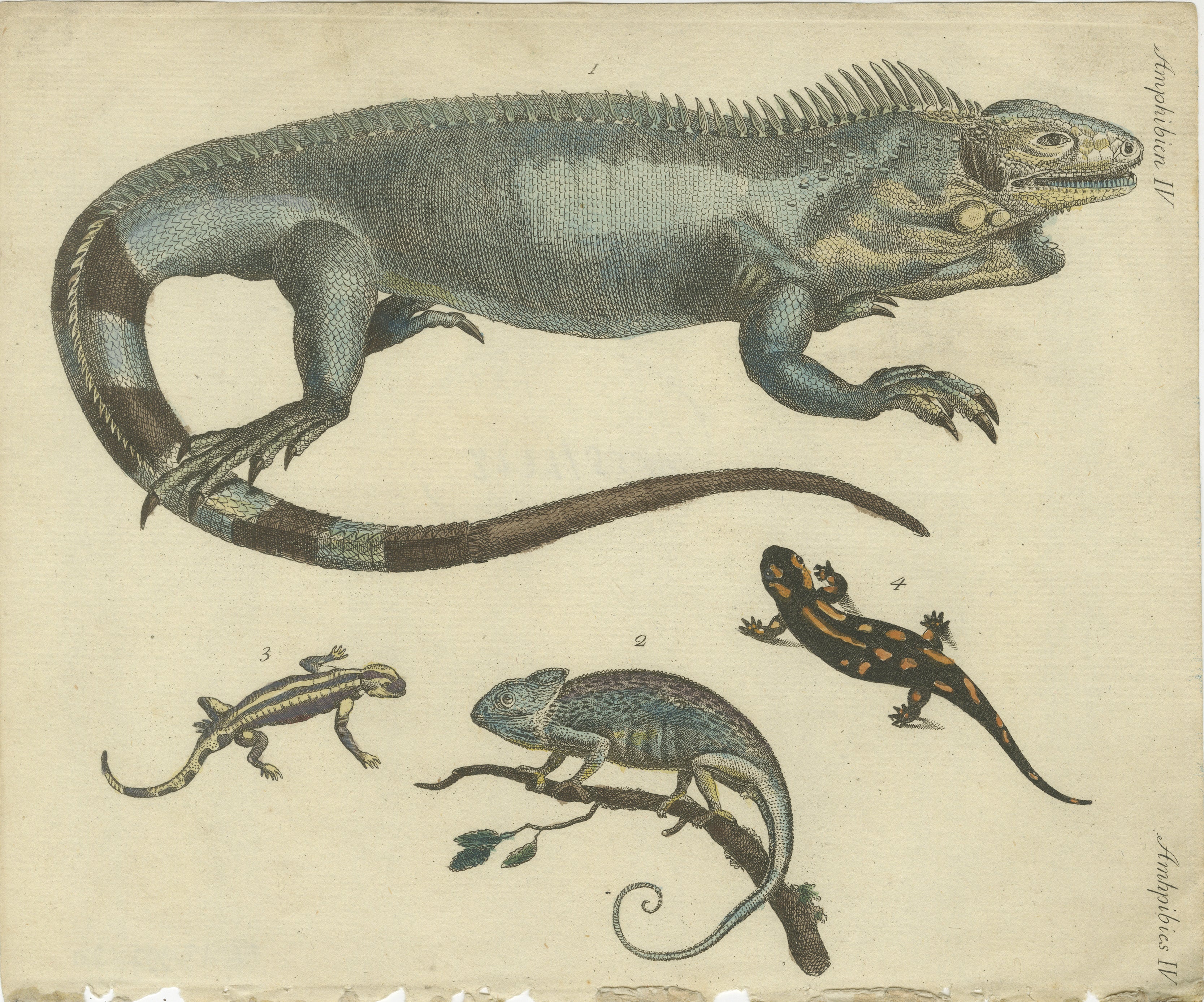 Antiker handkolorierter Kupferstich von Eidechsen, Leguan, Chamäleon und Salamander, Amphibien IV, ca. 1800  

Beschreibung: Dieser handkolorierte Original-Kupferstich zeigt vier Reptilien- und Amphibienarten mit ihrer einzigartigen Anatomie und