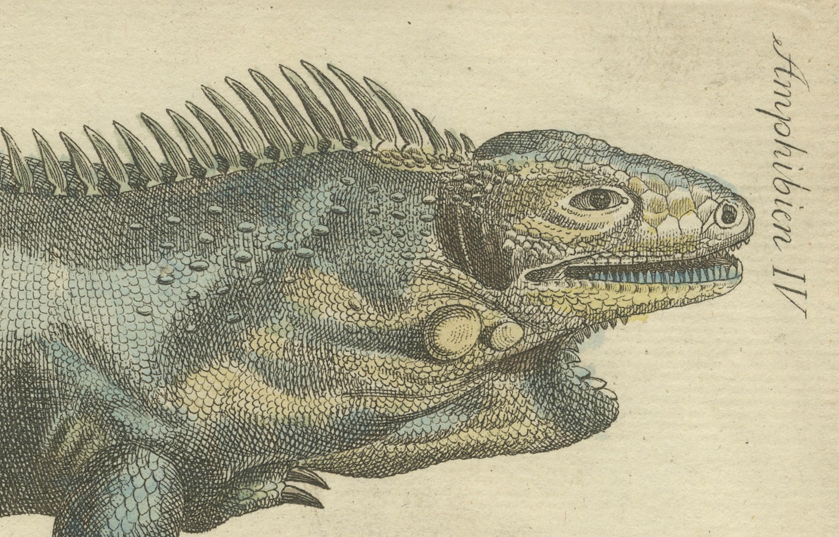 Antike handkolorierte Gravur von Lizards, Iguana, Chameleon und Salamander, 1800 (Graviert) im Angebot