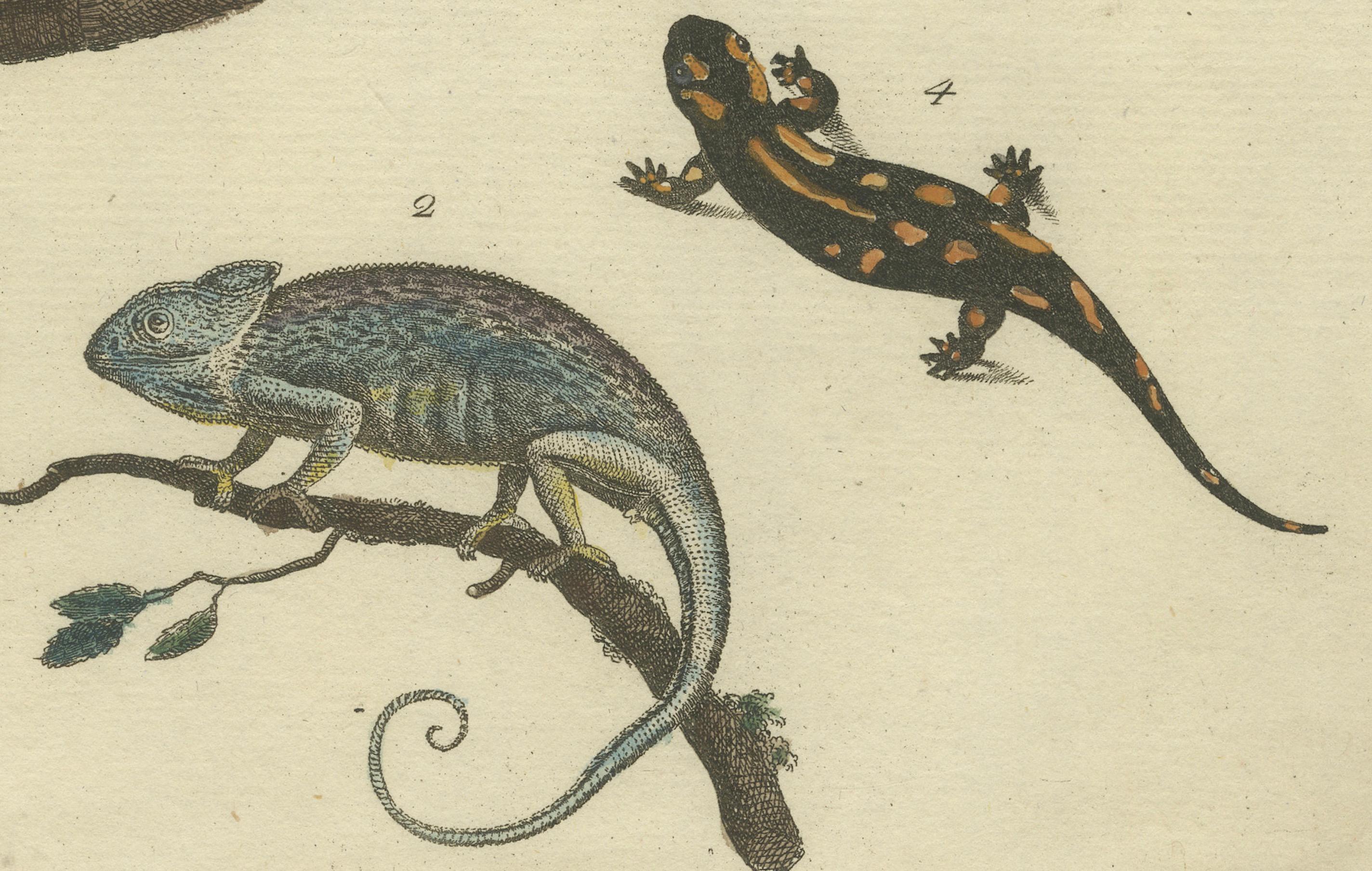 Antike handkolorierte Gravur von Lizards, Iguana, Chameleon und Salamander, 1800 (Frühes 19. Jahrhundert) im Angebot