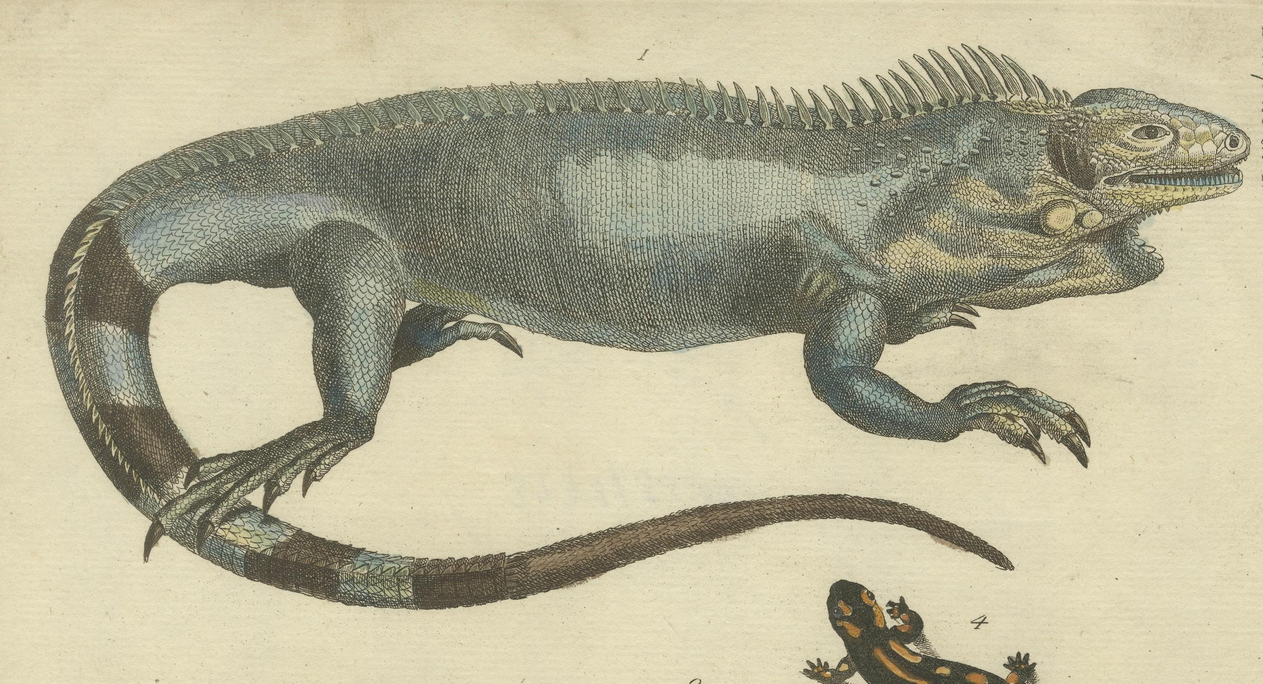 Antike handkolorierte Gravur von Lizards, Iguana, Chameleon und Salamander, 1800 (Papier) im Angebot