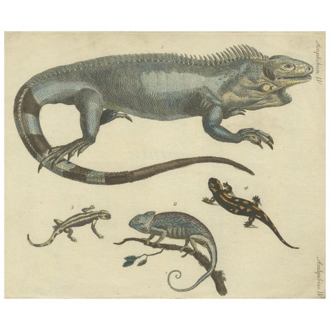 Antique Handcolored Engraving of Lizards, Iguana, Chameleon and Salamander, 1800