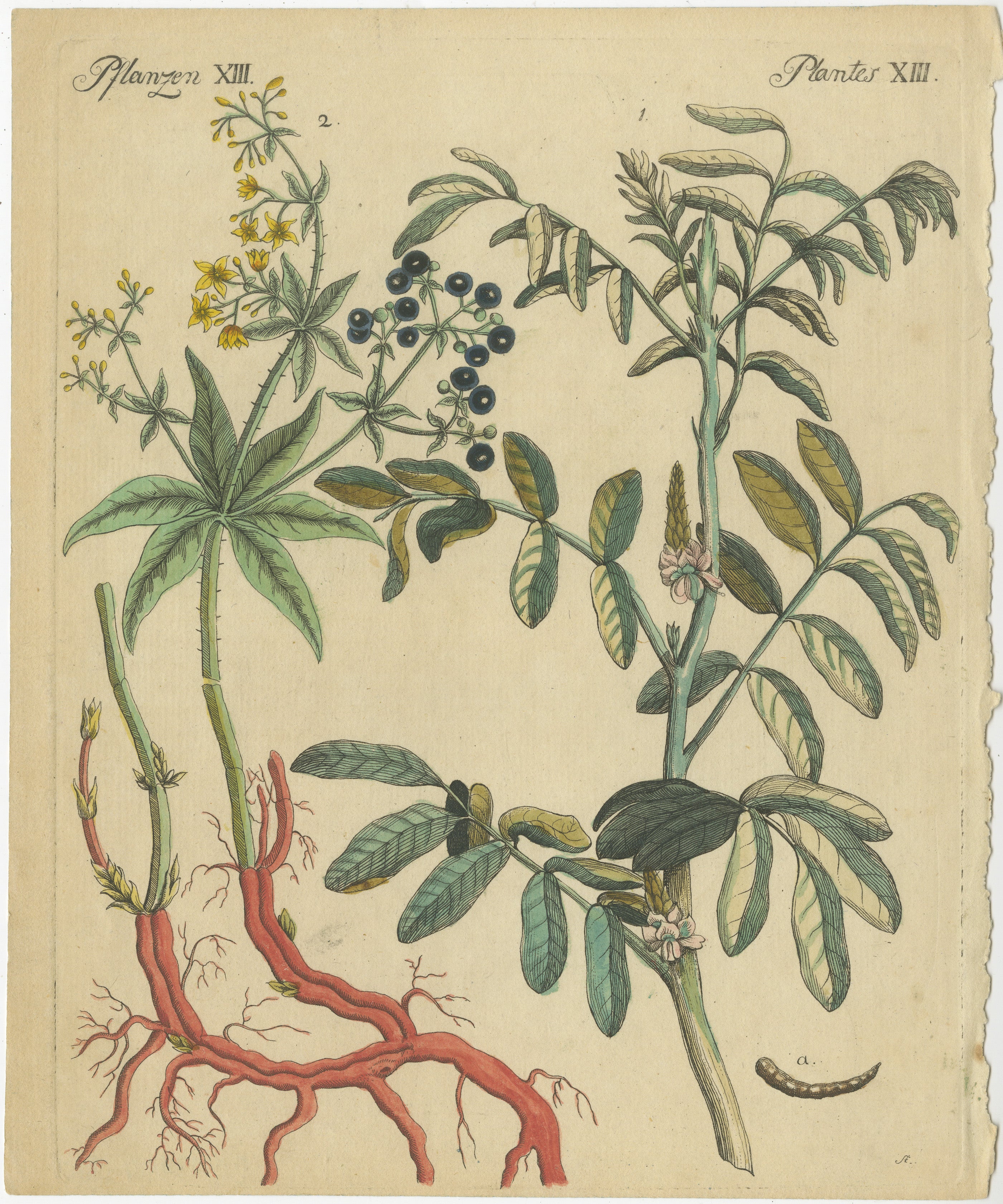 Antique Handcolored Engraving of Medicinal Plants, Plantes XIII, c.1800  

This original handcolored copperplate engraving depicts two medicinal plants, illustrating their botanical structure, including roots, stems, leaves, flowers, and fruits. The