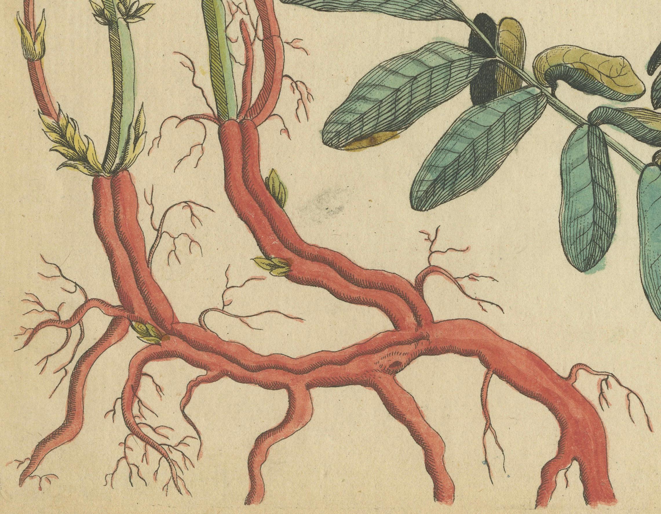 Engraved Antique Handcolored Engraving of Medicinal Plants, c.1800 For Sale